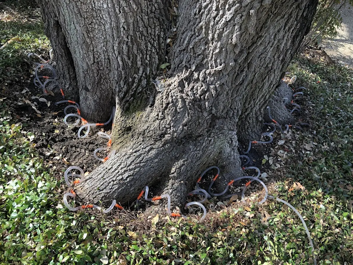 Detailed Tree Cabling and Bracing job site in El Granada